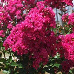 Flor de Merenda rosa fcsia